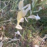 Polygonatum odoratum 叶
