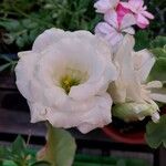 Eustoma grandiflorum Flor