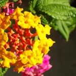 Lantana camaraVirág