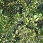 Gymnosporia buxifolia List