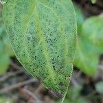 Abeliophyllum distichum Feuille