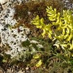 Corydalis cheilanthifolia Blomma