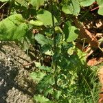 Scrophularia oblongifolia Leaf