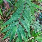 Lasiacis sorghoidea Leaf
