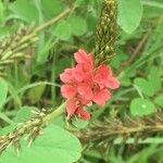 Indigofera hirsuta Kvet