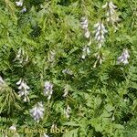 Vicia sylvatica Autre