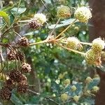 Callicoma serratifolia फल