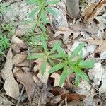 Galium aristatum Fulla