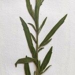 Erigeron sumatrensis Leaf