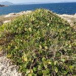 Capparis spinosa Buveinė