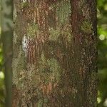 Xylopia pulcherrima Corteza