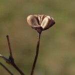 Alisma plantago-aquatica Fruchs