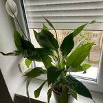 Spathiphyllum cochlearispathum Ліст