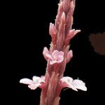 Striga gesnerioides Virág