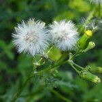 Senecio vulgarisFruit