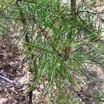 Pinus virginiana Leaf