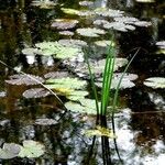 Sparganium emersum Leaf