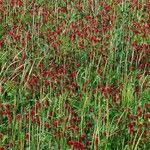 Trifolium incarnatum অভ্যাস
