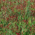 Trifolium incarnatum Habit