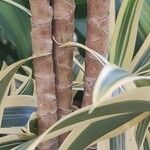 Dracaena reflexa Bark