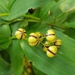 Maianthemum stellatum Frugt