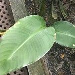 Heliconia latispatha Leaf