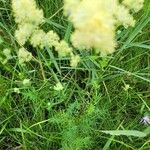 Thalictrum flavum Leaf