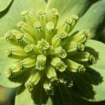 Bupleurum subovatum Flower