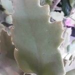 Kalanchoe beharensis Hoja