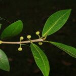 Ficus americana Leaf