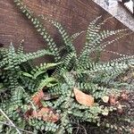 Asplenium trichomanes Φύλλο