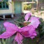Bauhinia purpurea Kvet