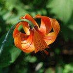 Lilium michiganense Цветок