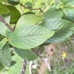 Mussaenda philippica 葉