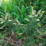 Mentha spicata موطن