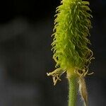 Ranunculus spicatus Plod