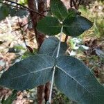 Eucalyptus robusta List