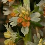 Reseda barrelieri Flor