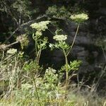 Cnidium silaifolium Habit