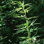 Leonurus sibiricus Leaf