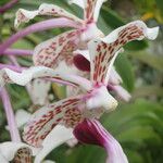 Vanda helvola Flower