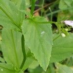 Lobelia inflata Leaf