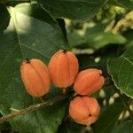 Croton sylvaticus Fruto