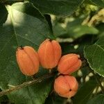 Croton sylvaticus Fruit