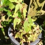 Begonia dregei Leaf