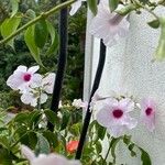 Pandorea jasminoides Flors