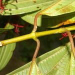 Miconia affinis Leaf