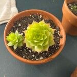 Sempervivum heuffelii Blatt