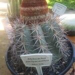 Melocactus intortus Leaf