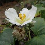Lagenaria sphaerica Λουλούδι
